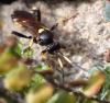 Ichneumon stramentor